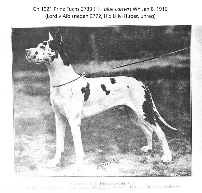 Prinz Fuchs